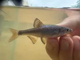 Pretty Shiner, photographed in Alabama