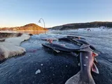 Arctic Char, photographed in Trøndelag
