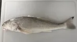 Gulf Kingfish, photographed in Florida