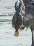 Southern Flounder, photographed in Texas