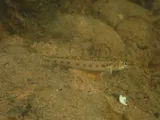 Coal Darter, photographed in Alabama