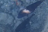 Parupeneus insularis, photographed in Hawaii