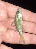 Yellow Bass, photographed in Texas