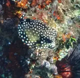 Smooth Trunkfish, photographed in La Altagracia