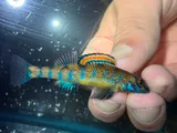 Speckled Darter, photographed in Tennessee