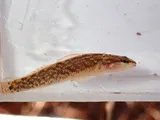 Blackfin Darter, photographed in Tennessee