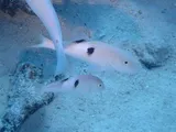 Blackspot Goatfish