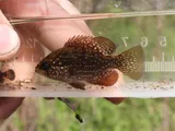 Bluespotted Sunfish, photographed in Florida