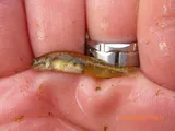 Northern Tidewater Goby, photographed in California