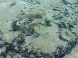 Bluegill, photographed in Florida