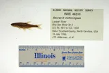 Dusky Shiner, photographed in North Carolina