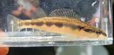 Stripeback Darter, photographed in Maryland