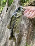 Suwannee Bass, photographed in Florida