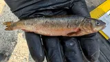 Northern Pearl Dace, photographed in Ontario