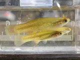 Golden Topminnow, photographed in Florida