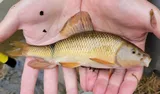 Creek Chubsucker, photographed in Maryland