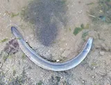 American Eel, photographed in Maryland