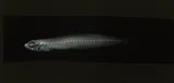 Nopoli Rockclimbing Goby, photographed in Hawaii
