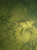 Northern Hog Sucker, photographed in West Virginia