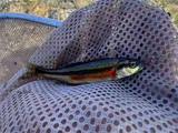 Redside Shiner, photographed in Utah