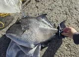 Gray Triggerfish, photographed in Madeira