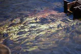 Mummichog, photographed in Delaware