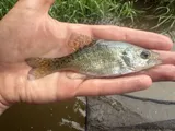 White Crappie, photographed in Ohio