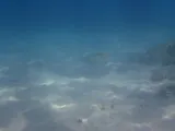 Sargo, photographed in California