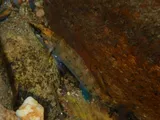 Greenbreast Darter, photographed in Tennessee