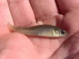 Bayou Killifish, photographed in Mississippi