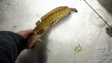 Burbot, photographed in Minnesota