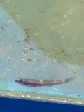 Swamp Darter, photographed in New Jersey