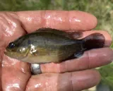 Mud Sunfish, photographed in Maryland