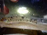 Chesapeake Logperch, photographed in Pennsylvania