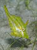 Fringed Filefish, photographed in Florida