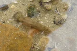 Shimofuri Goby, photographed in Chungcheongnam-do