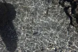 Hawaiian Aholehole, photographed in Hawaii