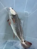 Red Drum, photographed in Florida
