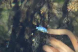 Amargosa Pupfish, photographed in Nevada