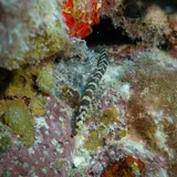 Halicampus crinitus, photographed in Belize