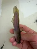 Brown Madtom, photographed in Tennessee