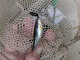 Yellowfin Shiner, photographed in North Carolina