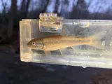 Bluehead Chub, photographed in Virginia