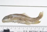 Rio Grande Sucker, photographed in Chihuahua