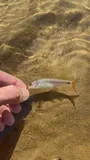 Fieryblack Shiner, photographed in North Carolina