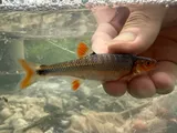 Rosefin Shiner, photographed in Virginia