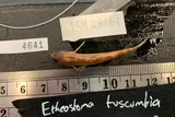 Tuscumbia Darter, photographed in Alabama
