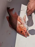 Northern Red Snapper