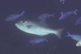Rough Triggerfish, photographed in Western