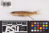 Redspot Chub, photographed in Oklahoma